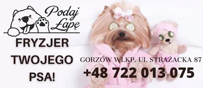 Fryzjer Twojego Psa Podaj Łapę